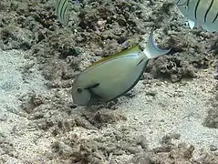 Un chirurgien à virgule noire (Acanthurus nigricauda) en livrée claire