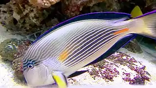 À l'aquarium de la Porte Dorée.