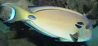 Acanthurus tennenti