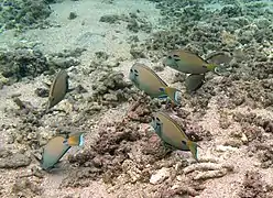 Un groupe de chirurgiens lieutenants ou fer à cheval (Acanthurus tennentii) broutant