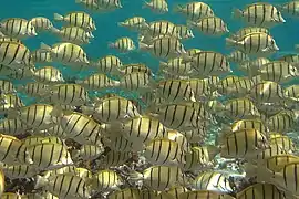 Un banc de chirurgiens bagnards (Acanthurus triostegus)