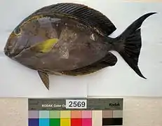 Acanthurus xanthopterus.