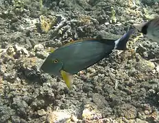 Un chirurgien à masque jaune ou à aile jaune (Acanthurus xanthopterus)