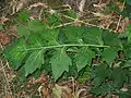 Feuille d'Acanthus balcanicus.