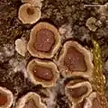 Acarosporales :Acarospora glaucocarpa