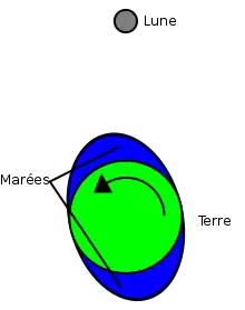 Diagramme montrant les effets de l'accélération par effet de marée exercée par la Lune sur la Terre.