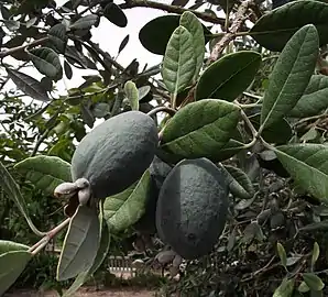 Fruits sur l'arbre