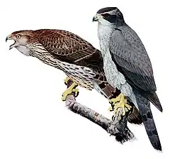 El-Béz (Accipiter gentilis)