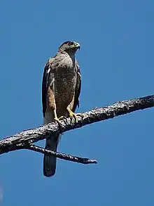 Un femelle de l'Épervier de Cuba au Parc National Alexandre de Humboldt (reconnu par l'UNESCO comme site du patrimoine naturel mondial) à Baracoa, dans l'est de Cuba.