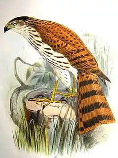 Description de l'image Accipiter rhodogaster.jpg.