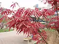 Acer palmatum