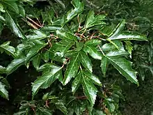 Feuilles de Acer tataricum subsp. ginnala