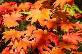 Feuilles de l’acer japonicum Vitifolium en automne.