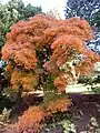 Acer palmatum 'Dissectum'