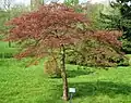 Acer palmatum 'Dissectum Garnet'