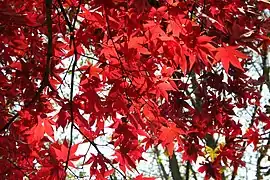 Feuilles de l’acer palmatum 'Osakazuki' en automne.
