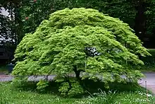 Acer palmatum, Jardin botanique de Münster, Allemagne.