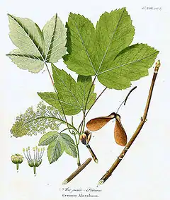 Acer pseudoplatanus.