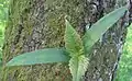 Acer pseudoplatanus (Erable sycomore). La forme des deux cotylédons est très différente de celle des premières feuilles
