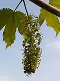 Inflorescence de l'érable sycomore.