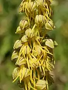 Cette Orchidée doit son nom vernaculaire au fait que les lobes du labelle rappellent les membres d'un pendu alors que les 3 sépales et les 2 pétales supérieurs évoquent la tête.