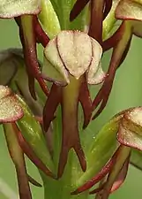 Labelle plan, glabre et quadrilobé d'Orchis anthropophora