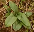 Orchis anthropophora, rosette basale