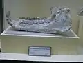 Mandibule, Musée de paléontologie d'Assénovgrad, Bulgarie