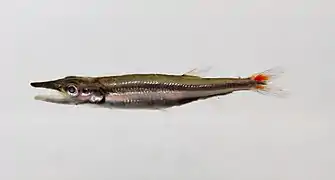 Acestrorhynchus nasutus