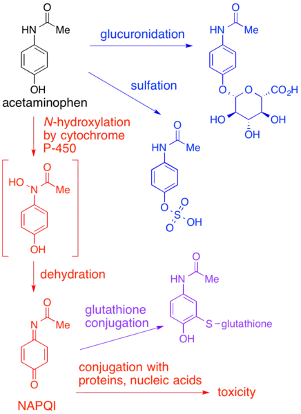 (en) Mécanisme proposé de la toxicité du paracétamol via le NAPQI.