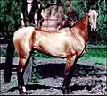 Un Akhal-Teke, cheval longiligne