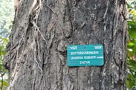 Détail du tronc, Jardin botanique indien, État du Bengale-Occidental, Inde