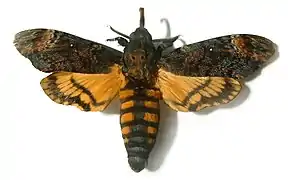 Acherontia atropos, 2005.