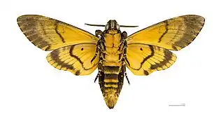 Acherontia atropos  - ♀ △ - Muséum de Toulouse