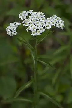 Description de l'image Achillea alpina (7833438438).jpg.