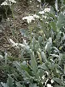 Achillea clavennae