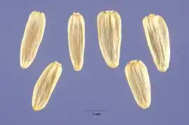 Akènes d’achillée millefeuille.