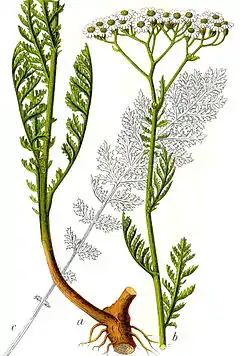 Achillée noble (Achillea nobilis).