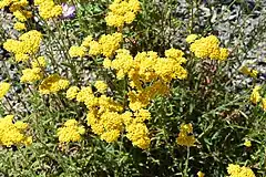 Description de l'image Achillea tomentosa in Dunedin Botanic Garden 03.jpg.