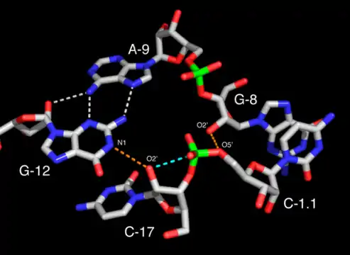 Site actif d'un ribozyme en tête de marteau complet. Le résidu G12 est positionné de façon cohérente avec son rôle de base dans la réaction de clivage tandis que l'hydroxyle 2' du résidu G8 est positionné conformément à son rôle d'acide pour une catalyse acide/basique. Les liaisons hydrogène potentiellement « actives » sont soulignées en pointillés orange. L'oxygène 2' du résidu C17 apparaît aligné pour une attaque nucléophile le long de la trajectoire matérialisée par une ligne pointillée bleue.