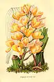 Acineta chrysantha, Charles MorrenJournal d’horticulture 1849