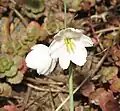 Fleurs d'Acis valentina