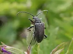 Stictoleptura scutellata (Fabricius, 1781) Mâle