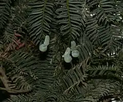 Description de l'image Acmopyle pancheri - unripe cones.jpg.