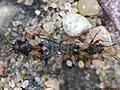 Accouplement d'Acompus rufipes, formes brachyptères.