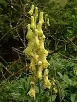 Aconitum lycoctonum subsp. vulparia