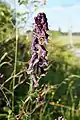 Aconitum lycoctonum subsp. moldavicum