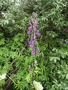 Aconitum lycoctonum dans le parc