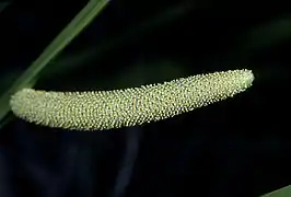 Inflorescence, stade floraison