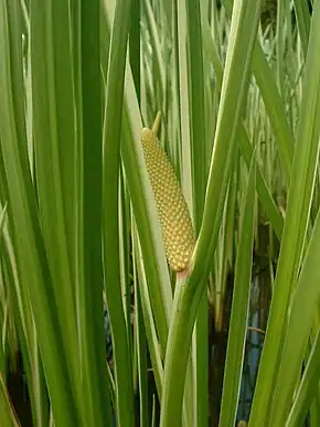 Acorus calamus (Acorales, Acoraceae)